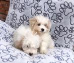 Chiots Maltipoo, caca malti, 15 semaines à 1 an, Étranger, Chien (mâle), Parvovirose