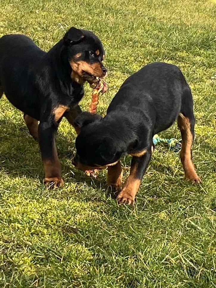 Rottweiler pups reukes, Dieren en Toebehoren, Honden | Bulldogs, Pinschers en Molossers, Reu, Rottweiler, Fokker | Professioneel