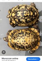 Gevraagd testudo graeca marokkensis, Dieren en Toebehoren, Ophalen of Verzenden