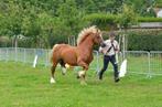 pennal cymro arbengig zoekt nieuwe thuis, Dieren en Toebehoren, E pony (1.48m - 1.57m), Gechipt, Niet van toepassing, Hengst