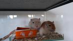 2 vrouwelijke gerbils, Dieren en Toebehoren