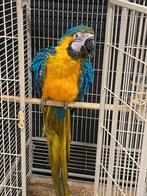 Ara bleu-jaune mâle de 3 ans avec ADN, Animaux & Accessoires, Oiseaux | Perruches & Perroquets, Perroquet, Bagué, Mâle