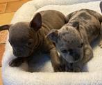 franse bulldog pups,merle,Isabella,teefje, Dieren en Toebehoren, België, 8 tot 15 weken, Bulldog, Meerdere