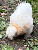 USA zijdehoender hennen, Dieren en Toebehoren