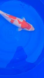 Ogata kohaku, Dieren en Toebehoren