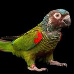 Gezocht, Dieren en Toebehoren