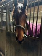 6 jaarse merrie, Dieren en Toebehoren, Merrie, Zadelmak