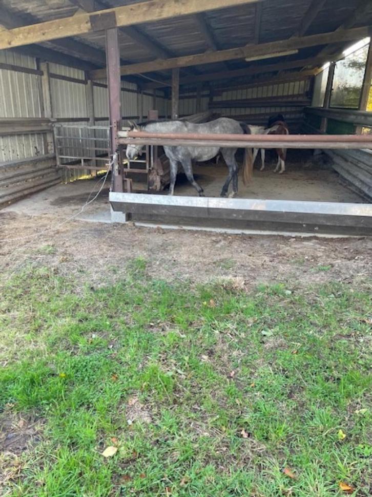 Weide en stal te huur regio Lennik, Dieren en Toebehoren, Stalling en Weidegang, Stalling, Weidegang, 2 of 3 paarden of pony's