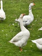 GANZEN, Animaux & Accessoires, Volatiles, Sexe inconnu, Oie ou Cygne