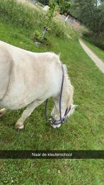 Pony 1m20 gezocht, Dieren en Toebehoren, Pony's, Meerdere dieren