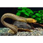 Freshwater tiger moray eel, Dieren en Toebehoren, Vissen | Aquariumvissen, Vis, Zoetwatervis