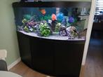 Aquarium Juwel 450 L complet, Enlèvement ou Envoi, Utilisé, Aquarium vide