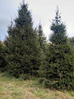 Kerstbomen, Tuin en Terras, Ophalen