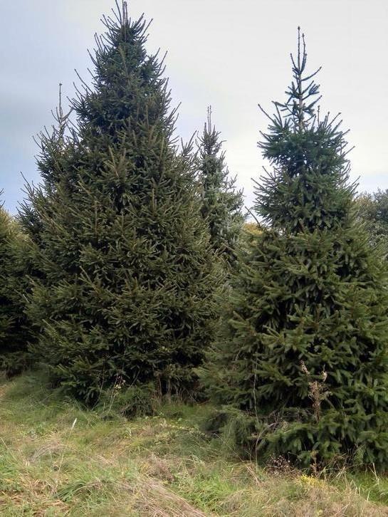 Kerstbomen, Tuin en Terras, Planten | Bomen, Ophalen
