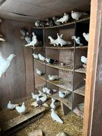 Duiven, Dieren en Toebehoren