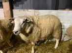 Dekram, Animaux & Accessoires, Moutons, Chèvres & Cochons, Mouton, Mâle, 0 à 2 ans