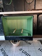 Cage tt gloster, Animaux & Accessoires, Comme neuf, Bois, Enlèvement