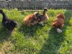 Toom Zijdehoen krielen, Dieren en Toebehoren, Pluimvee, Meerdere dieren, Kip