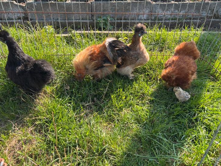 Toom Zijdehoen krielen, Dieren en Toebehoren, Pluimvee, Kip, Meerdere dieren