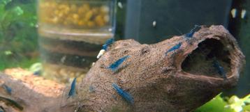 Blue dream garnalen (neocaridina) beschikbaar voor biedingen