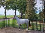 Prachtige Welsh pony, Dieren en Toebehoren, Merrie, 0 tot 2 jaar, C pony (1.27m tot 1.37m), Gechipt