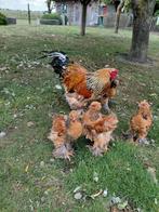 Mooie brahma kuikens, nog 5 haantjes, Dieren en Toebehoren