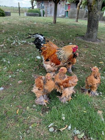 Mooie brahma kuikens, nog 5 haantjes beschikbaar voor biedingen
