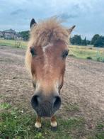 Merrie en ruin te koop, Dieren en Toebehoren, Merrie, Onbeleerd, Gechipt, 11 jaar of ouder