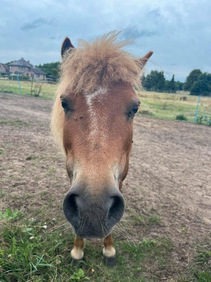 Merrie en ruin te koop, Dieren en Toebehoren, Pony's, Merrie, Onbeleerd, 11 jaar of ouder, Gechipt, Ontwormd, Ingeënt