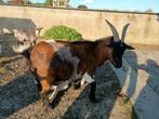 Moedergeit en lam, Dieren en Toebehoren, Schapen, Geiten en Varkens
