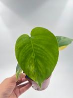 Monstera Marmorata Variegated, Huis en Inrichting, Kamerplanten, Ophalen of Verzenden
