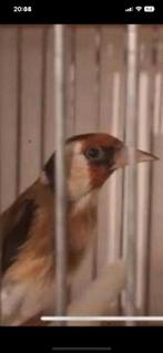 Mal parva du maroc chant sauvage un ans et demi, Animaux & Accessoires