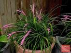 Bromelia billbergia, Ophalen, Overige soorten, Halfschaduw, In pot