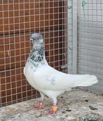 Boedapest hoogvliegers Sportduiven koppel, Dieren en Toebehoren, Vogels | Duiven, Overige soorten