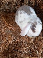 Mooie hangoor voedster supertam, Dieren en Toebehoren, Konijnen, Hangoor