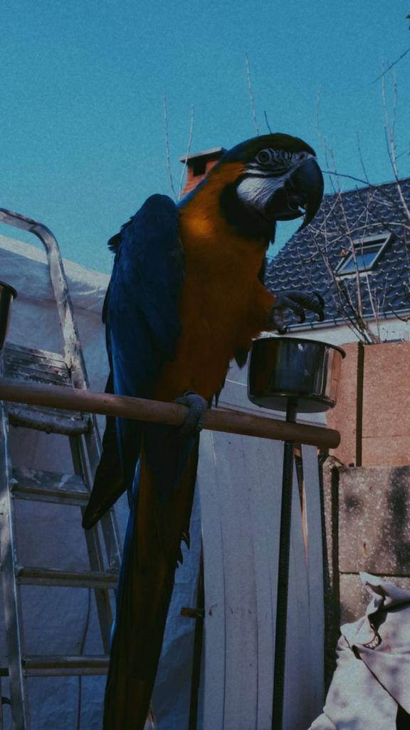 blauw gele ara, Dieren en Toebehoren, Vogels | Parkieten en Papegaaien, Mannelijk, Tam