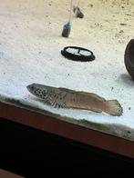 Mooie slangenkopvis, Dieren en Toebehoren, Vissen | Aquariumvissen, Vis, Zoetwatervis