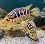 Managuensis parachromis / Jaguar cichliden