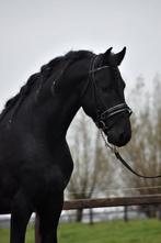 ## FANTASTISCH MOOIE, vriendelijke & MEGA BRAVE Fries ##, Dieren en Toebehoren, Paarden, Ruin, 160 tot 165 cm, Met stamboom, 3 tot 6 jaar