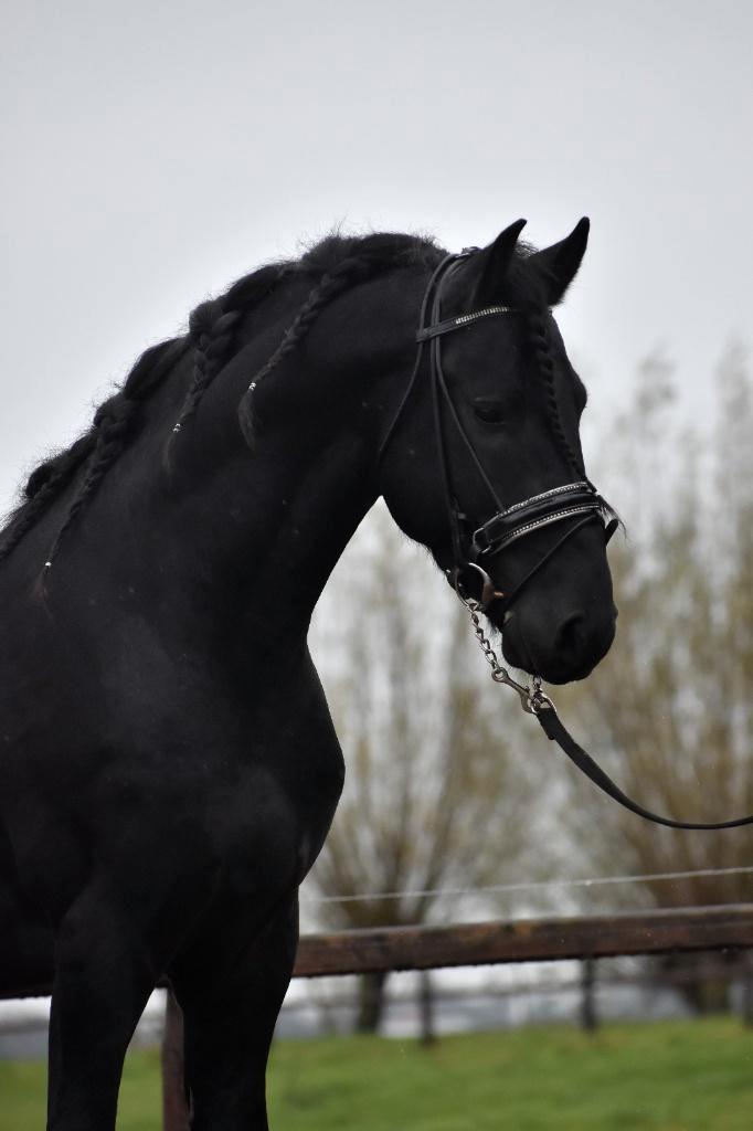 ## FANTASTISCH MOOIE, vriendelijke & MEGA BRAVE Fries ##, Animaux & Accessoires, Chevaux, Hongre, 160 à 165 cm, 3 à 6 ans, Avec pedigree