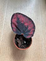 Begonia red Rex, Ophalen of Verzenden