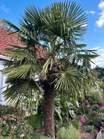 3 grote palmbomen trachycarpus fortunei, Ophalen
