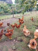 Hanen New Hampire geb. mei  Rustig ras af te halen in Graauw, Dieren en Toebehoren, Pluimvee, Mannelijk, Kip