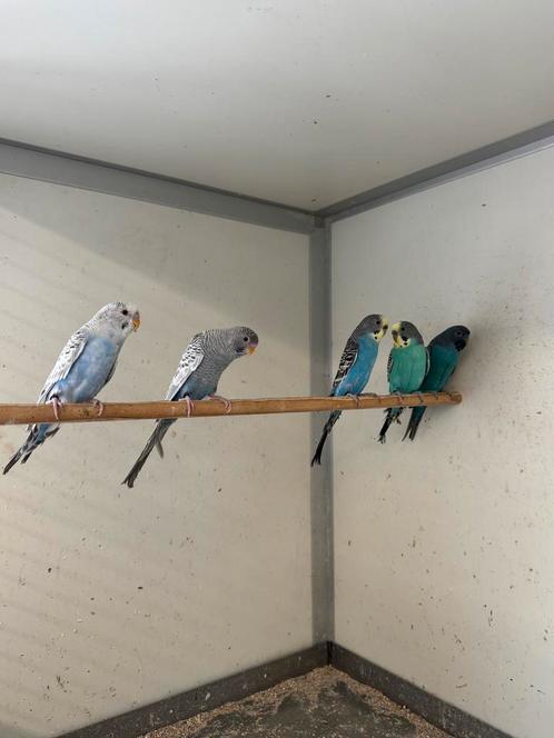 Dun fallow Blackface en splitten, Dieren en Toebehoren, Vogels | Parkieten en Papegaaien, Parkiet, Meerdere dieren, Geringd