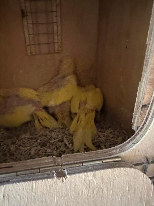 Halsbandparkieten voor handopfok, Dieren en Toebehoren, Vogels | Parkieten en Papegaaien, Parkiet, Meerdere dieren