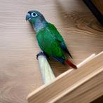 Jonge vrouwelijke Molina's parkiet (Pyrrhura), Dieren en Toebehoren, Vrouwelijk, Papegaai, Geringd