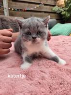 Brits korthaar kittens ( 3), Dieren en Toebehoren, Katten en Kittens | Raskatten | Korthaar, Meerdere dieren, Gechipt, 0 tot 2 jaar