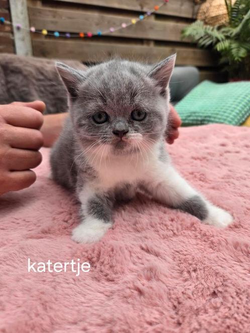 Brits korthaar kittens ( 3), Dieren en Toebehoren, Katten en Kittens | Raskatten | Korthaar, Meerdere dieren, 0 tot 2 jaar, Met stamboom