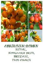 ABRIKOZENBOMEN: LAAGSTAM 17€/stuk, HALFSTAM 22€/stuk, Volle zon, Vaste plant, Ophalen of Verzenden, Fruitplanten