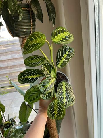 Maranta Lemon Lime, Enlèvement ou Envoi